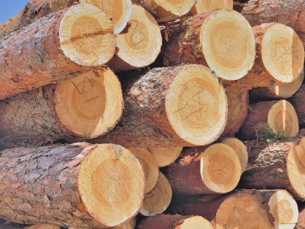 Gỗ tự nhiên trong thiết kế spa